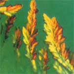 „Penecillium"-Befall