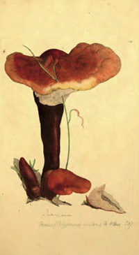 Ganoderma Lucidum