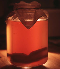 Kombucha