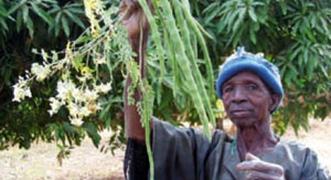 Meerrettich-Baumes“, Moringa olifeira