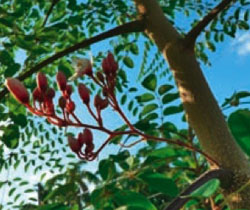 Moringa olifeira