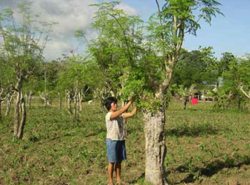 Moringa: El “Árbol Milagro” 