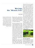Moringa: the “Miracle Tree”