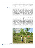 Moringa: the “Miracle Tree”