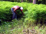 Moringa: El “Árbol Milagro” 