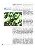 Salvestrols: A New Therapy against Cancer