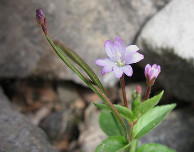 "Alpines" Weidenröschen, das Mirenblättrige Weidenröschen findet man in den Alpen und deutschen Mittelgebirgen