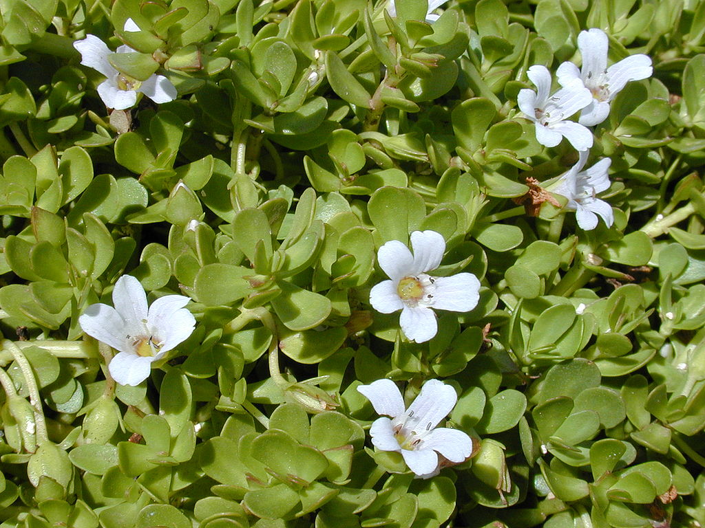 Brahmi-Kraut (Bacopa monnieri)