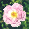 Rockrose: The Medicinal Herb for Body, Mind and Soul