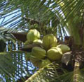 Detoxyfing with Coconut Water